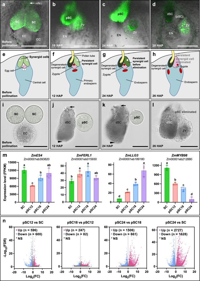 Fertilization-induced synergid cell death by RALF12-triggered ROS production and ethylene signaling