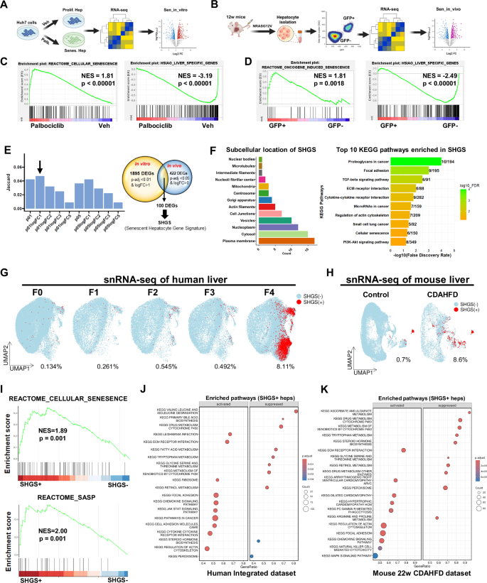 Targeting senescent hepatocytes for treatment of metabolic dysfunction-associated steatotic liver disease and multi-organ dysfunction