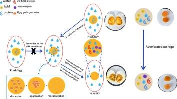 Investigating the causes of yolk mudding during storage of salted eggs: Water migration accelerates protein and lipid oxidation