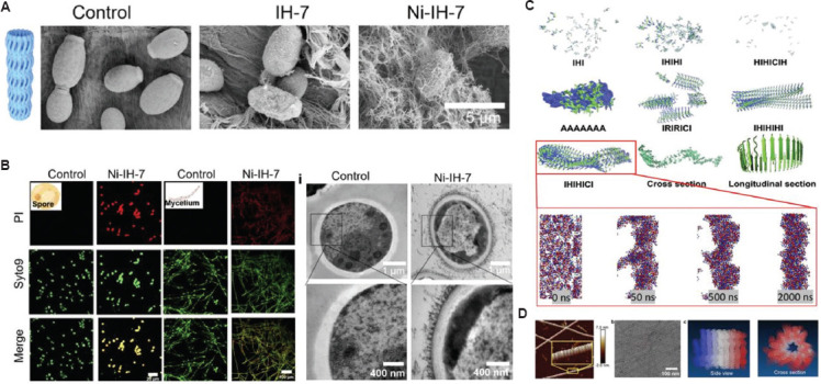 Peptide-assembled nanozymes: a promising strategy to combat antimicrobial resistance.