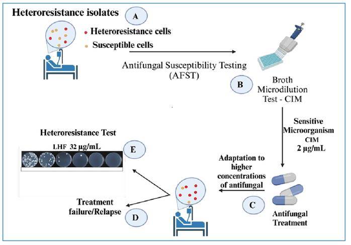 Fluconazole Resistance and Heteroresistance in Cryptococcus spp.: Mechanisms and Implications.