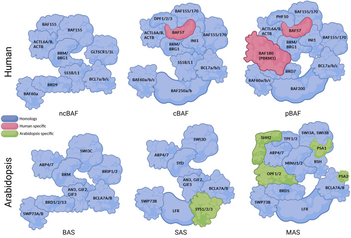 SWI/SNF-type complexes-transcription factor interplay: a key regulatory interaction.