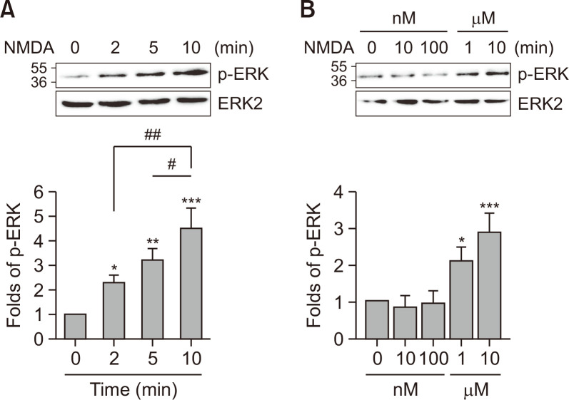 Structure-Activity Relationship of NMDA Receptor Ligands and Their Activities on the ERK Activation through Metabotropic Signaling Pathway.