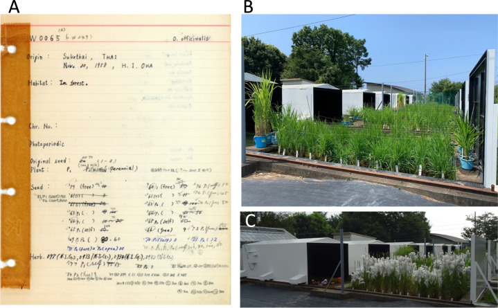 Usage of wild <i>Oryza</i> germplasms for breeding in pan-genomics era.
