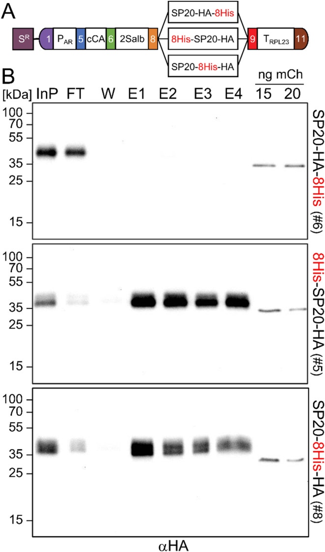 Internalization of affinity tags enables the purification of secreted Chlamydomonas proteins.