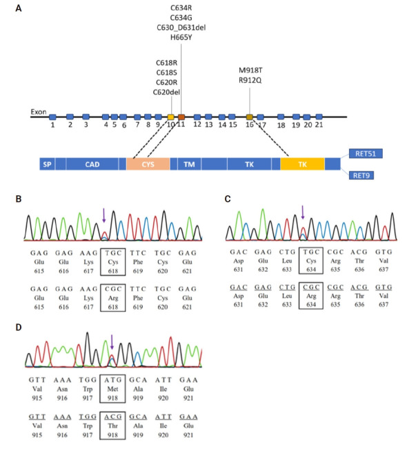 Characteristics of RET gene mutations in Vietnamese medullary thyroid carcinoma patients: a single-center analysis.