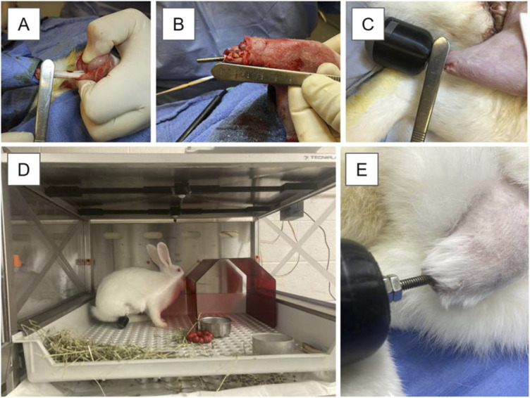 Rabbit model of a biofilm-contaminated, percutaneous orthopaedic endoprosthesis.