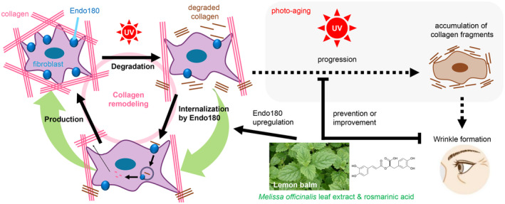 Lemon Balm (Melissa officinalis L.) Leaf Extract Promotes Endo180 Production in Dermal Fibroblasts and has Antiwrinkle Effect on Human Skin.