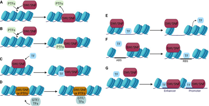 SWI/SNF-type complexes-transcription factor interplay: a key regulatory interaction.
