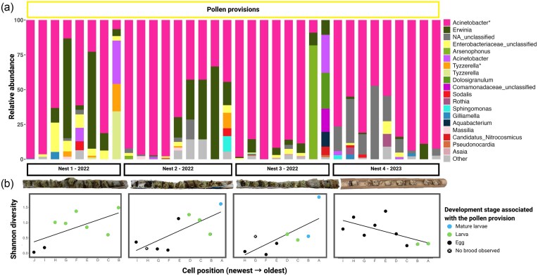 The bacterial community associated with the solitary resin bee Megachile tosticauda throughout its life cycle.