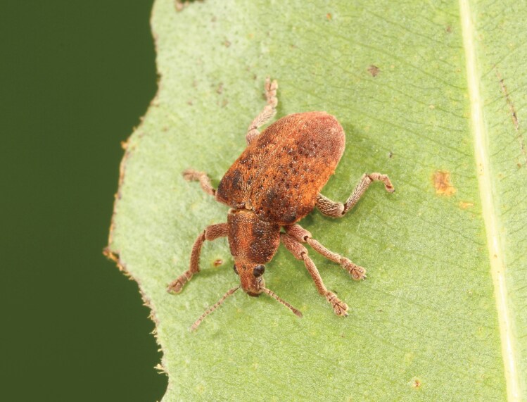 Observations on iNaturalist reveal the establishment of non-native Eucalyptus weevil Gonipterus platensis (Coleoptera: Curculionidae) in Tamil Nadu, India.