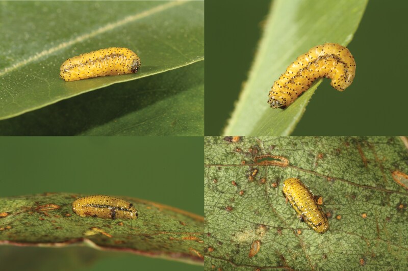 Observations on iNaturalist reveal the establishment of non-native Eucalyptus weevil Gonipterus platensis (Coleoptera: Curculionidae) in Tamil Nadu, India.