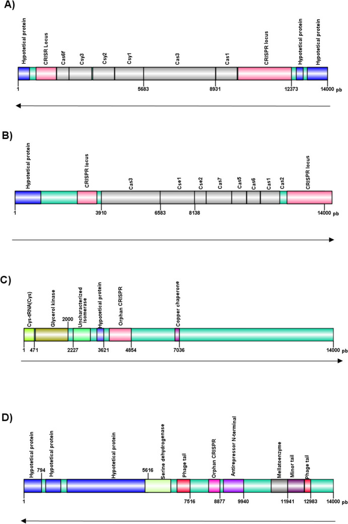 Molecular epidemiological study of Pseudomonas aeruginosa strains isolated from hospitals in Brazil by MLST and CRISPR/Cas system analysis.