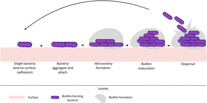 Advancing Nanotechnology: Targeting Biofilm-Forming Bacteria with Antimicrobial Peptides.