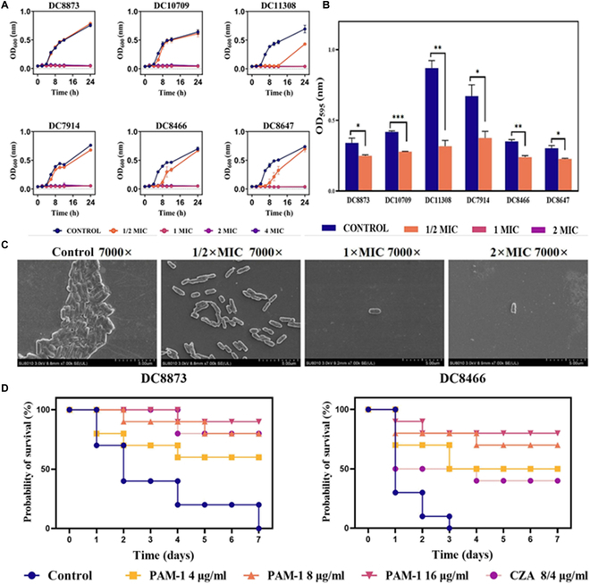 Advancing Nanotechnology: Targeting Biofilm-Forming Bacteria with Antimicrobial Peptides.