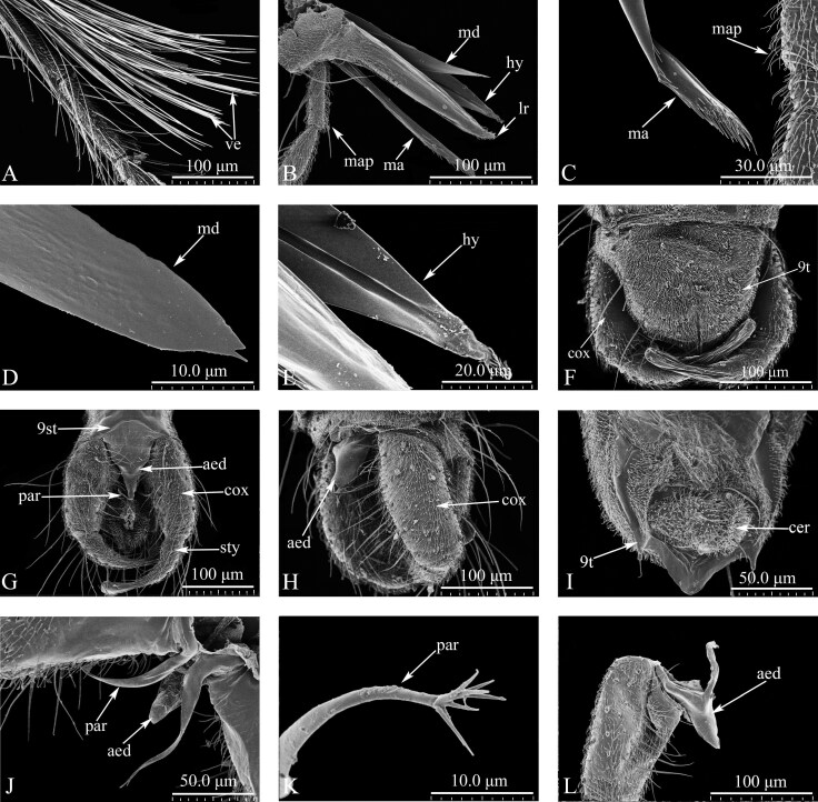 Ultrastructural and morphological observations of the external and internal structures of the adult midge Culicoides grisescens (Diptera: Ceratopogonidae).