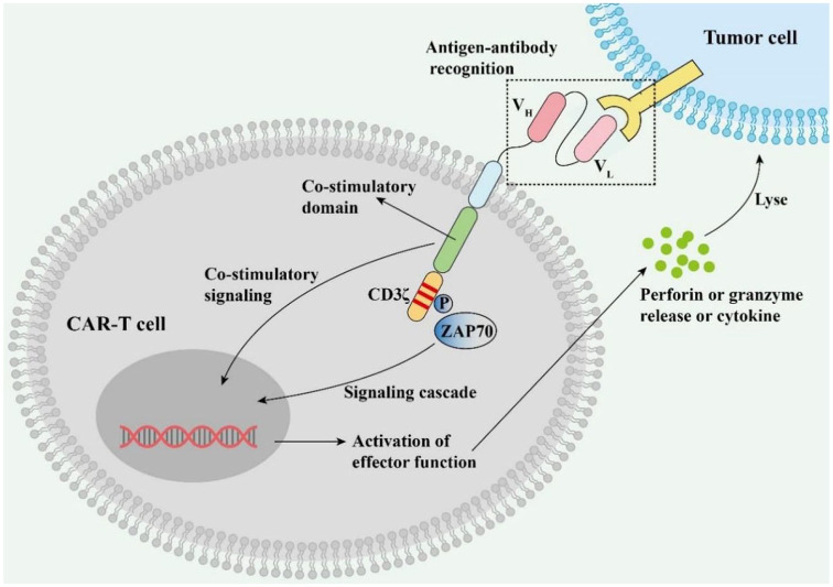 Recent advances of CAR-T cells in acute myeloid leukemia.