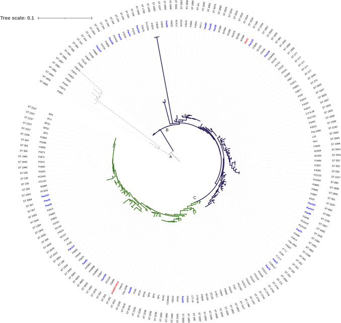 Molecular epidemiological study of Pseudomonas aeruginosa strains isolated from hospitals in Brazil by MLST and CRISPR/Cas system analysis.
