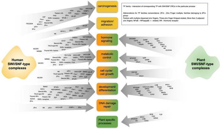 SWI/SNF-type complexes-transcription factor interplay: a key regulatory interaction.