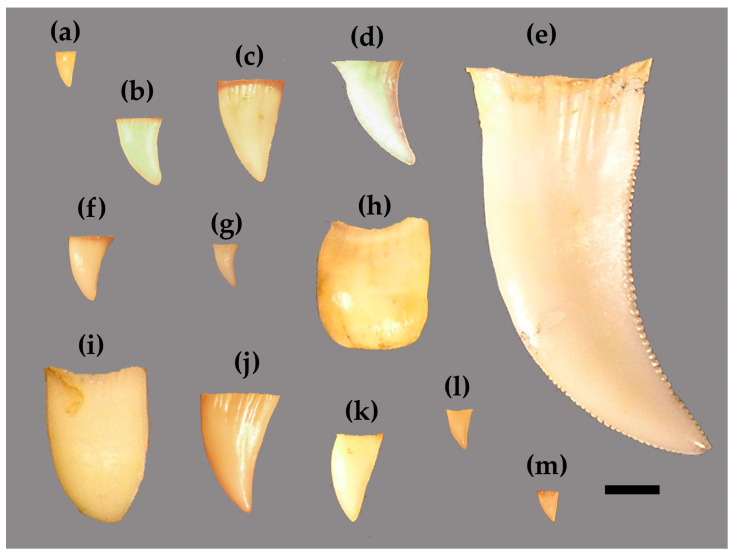 Varanid Teeth Asymmetry and Correlation to Body Size.