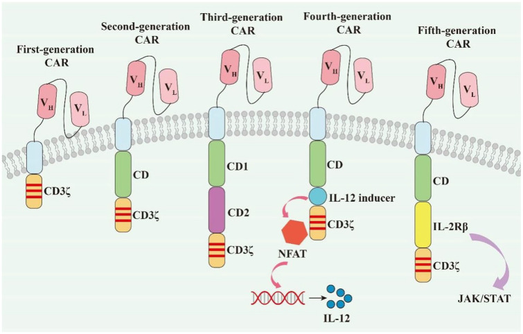 Recent advances of CAR-T cells in acute myeloid leukemia.