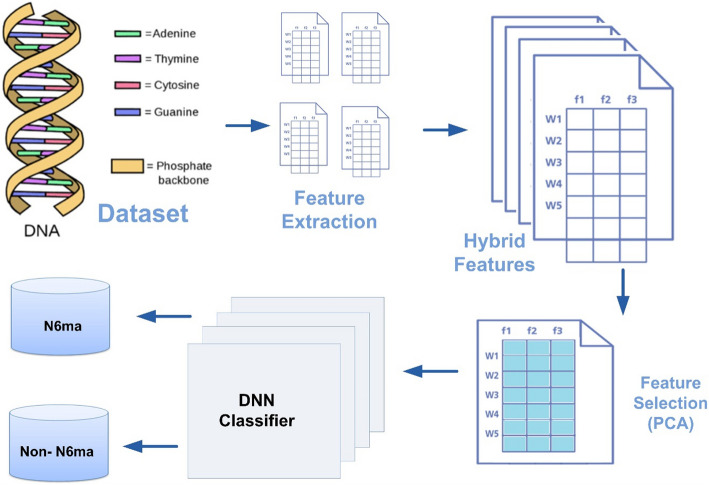 N6-methyladenine identification using deep learning and discriminative feature integration.