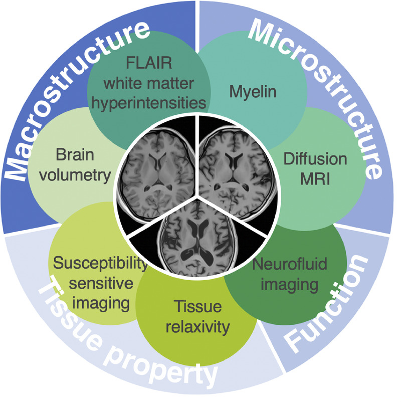Decoding Brain Development and Aging: Pioneering Insights From MRI Techniques.