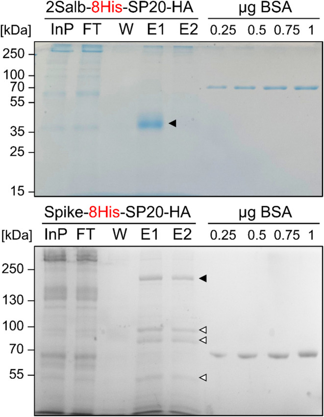 Internalization of affinity tags enables the purification of secreted Chlamydomonas proteins.