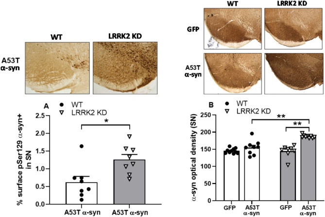 Viral mediated α-synuclein overexpression results in greater transgene levels and α-synuclein overload in mice bearing kinase dead mutation of LRRK2.