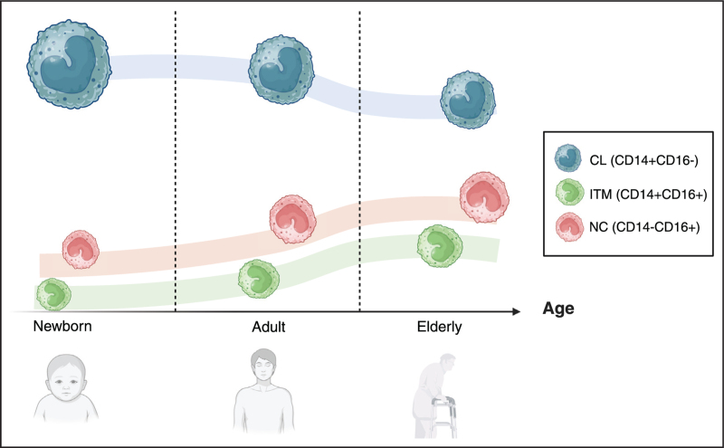 Monocytes across life span in HIV infection: lights and shadows.