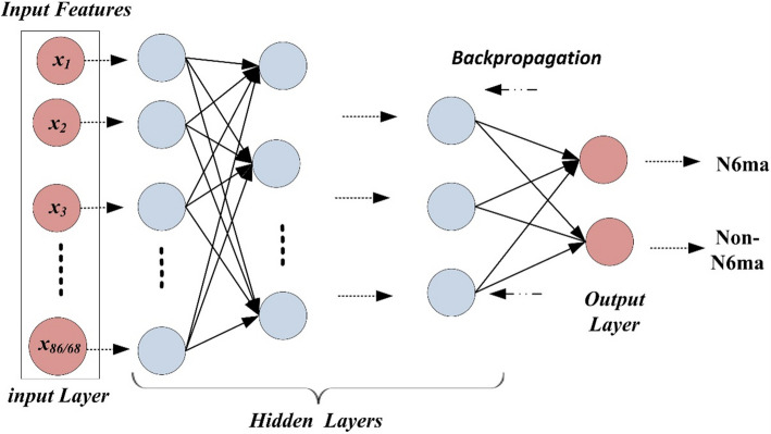 N6-methyladenine identification using deep learning and discriminative feature integration.