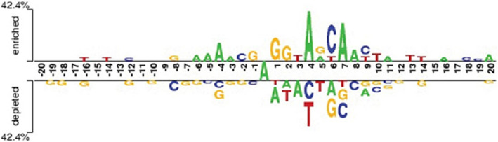 N6-methyladenine identification using deep learning and discriminative feature integration.