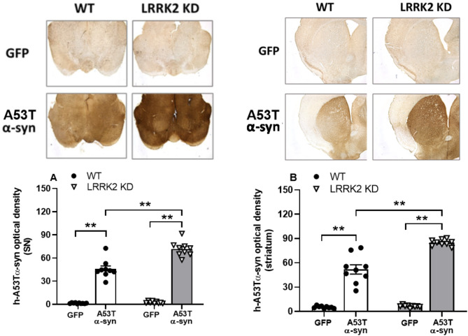 Viral mediated α-synuclein overexpression results in greater transgene levels and α-synuclein overload in mice bearing kinase dead mutation of LRRK2.