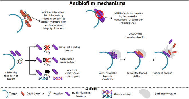 Advancing Nanotechnology: Targeting Biofilm-Forming Bacteria with Antimicrobial Peptides.