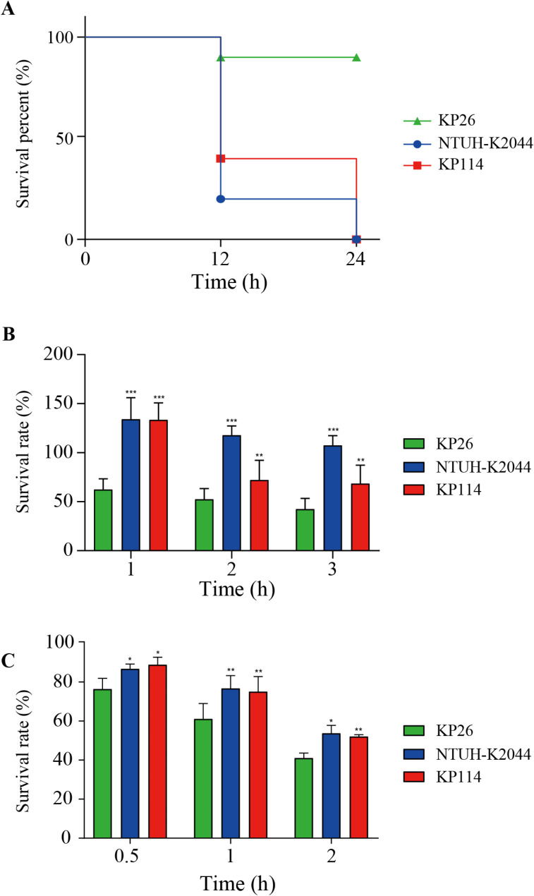 Molecular and genetic features of a bla<sub>NDM-1</sub> and bla<sub>SHV-12</sub> coharboring hypermucoviscous Klebsiella pneumoniae of serotype K2 and ST65.