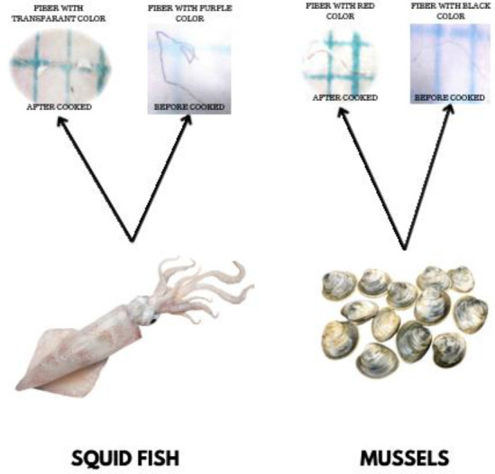 Environmental health risk analysis of microplastics due to consumption of squid and mussels at coastal area.