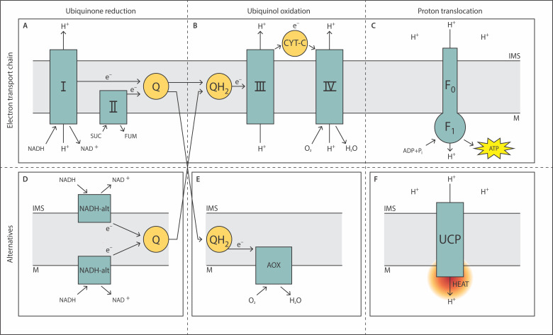 Unveiling the molecular architecture of the mitochondrial respiratory chain of <i>Acanthamoeba castellanii</i>.