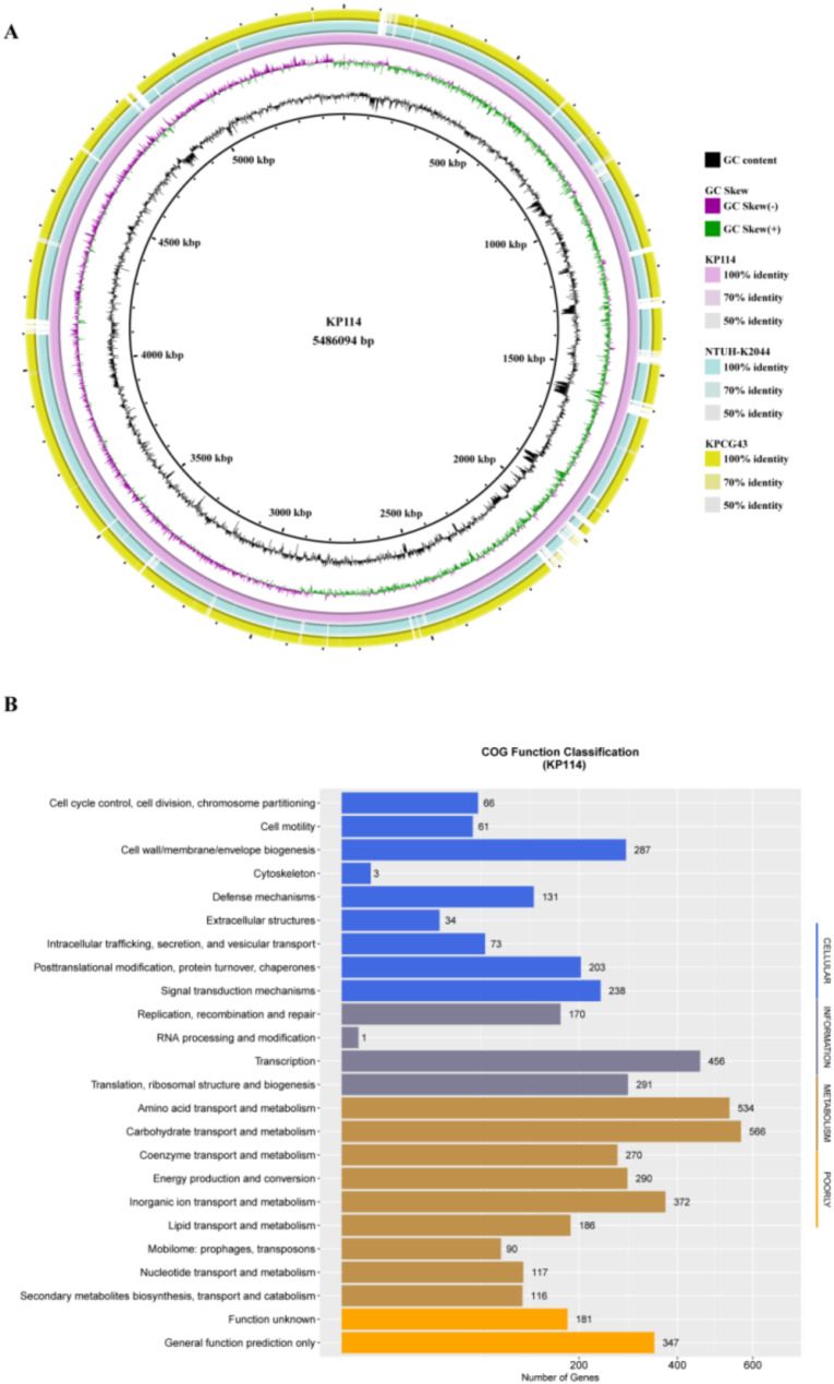 Molecular and genetic features of a bla<sub>NDM-1</sub> and bla<sub>SHV-12</sub> coharboring hypermucoviscous Klebsiella pneumoniae of serotype K2 and ST65.