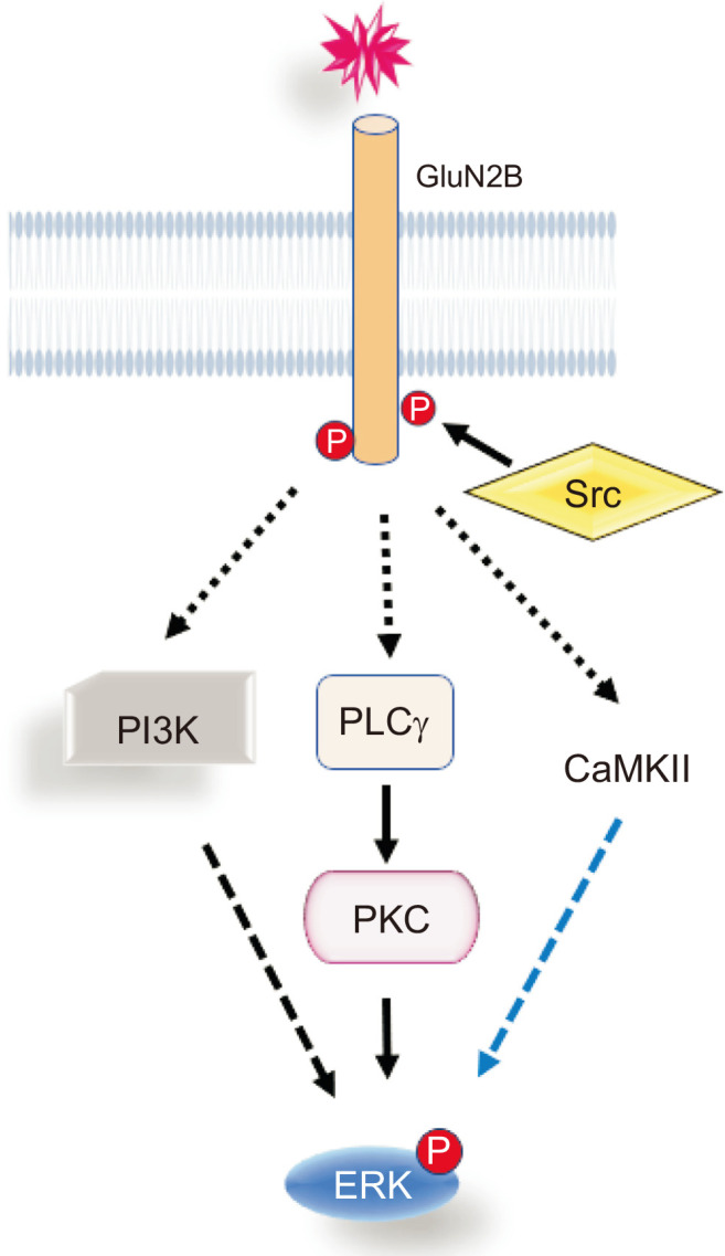 Structure-Activity Relationship of NMDA Receptor Ligands and Their Activities on the ERK Activation through Metabotropic Signaling Pathway.