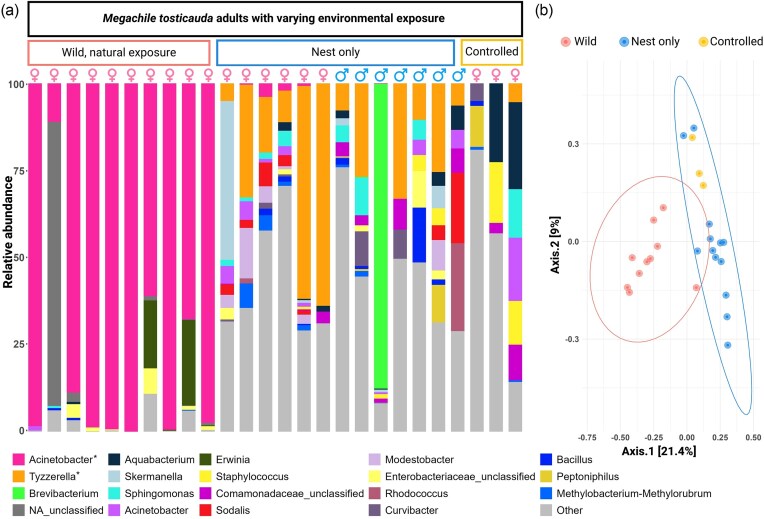 The bacterial community associated with the solitary resin bee Megachile tosticauda throughout its life cycle.