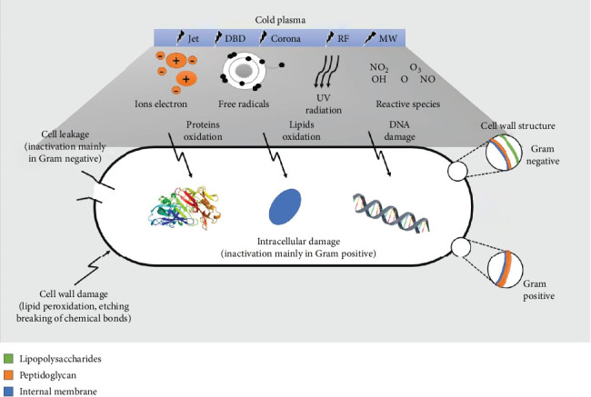 Cold Plasma-A Sustainable Energy-Efficient Low-Carbon Food Processing Technology: Physicochemical Characteristics, Microbial Inactivation, and Industrial Applications.