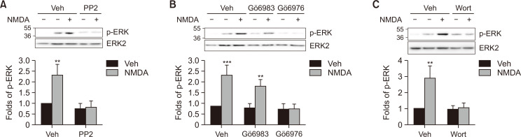 Structure-Activity Relationship of NMDA Receptor Ligands and Their Activities on the ERK Activation through Metabotropic Signaling Pathway.