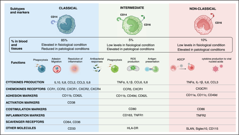 Monocytes across life span in HIV infection: lights and shadows.