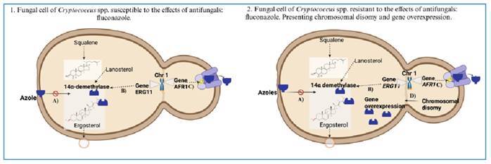 Fluconazole Resistance and Heteroresistance in Cryptococcus spp.: Mechanisms and Implications.