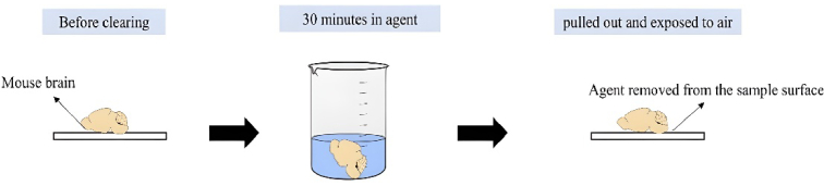 Variation of optical properties of mouse brain using an optical clearing agent: experimental and simulation approaches.