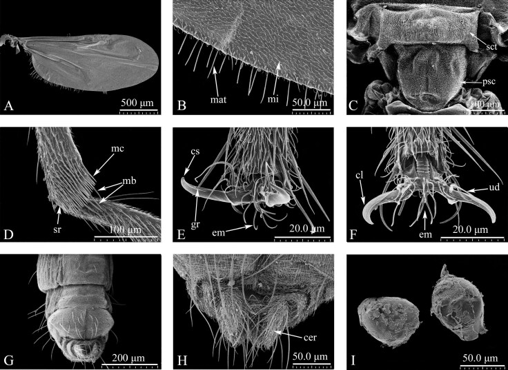 Ultrastructural and morphological observations of the external and internal structures of the adult midge Culicoides grisescens (Diptera: Ceratopogonidae).