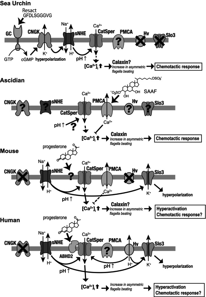 Activation of motility and chemotaxis in the spermatozoa.