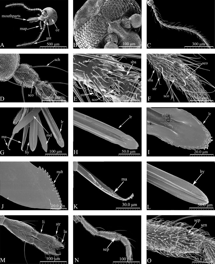 Ultrastructural and morphological observations of the external and internal structures of the adult midge Culicoides grisescens (Diptera: Ceratopogonidae).