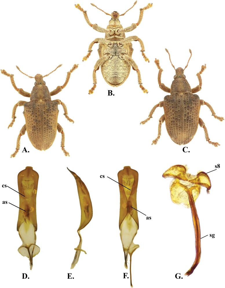Observations on iNaturalist reveal the establishment of non-native Eucalyptus weevil Gonipterus platensis (Coleoptera: Curculionidae) in Tamil Nadu, India.