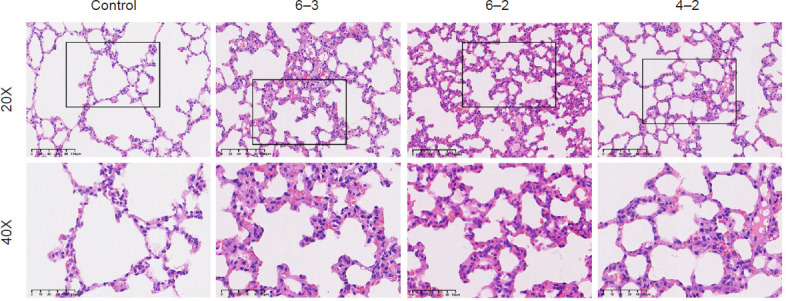 Lung function and blood gas of rats after different protocols of hypobaric exposure.